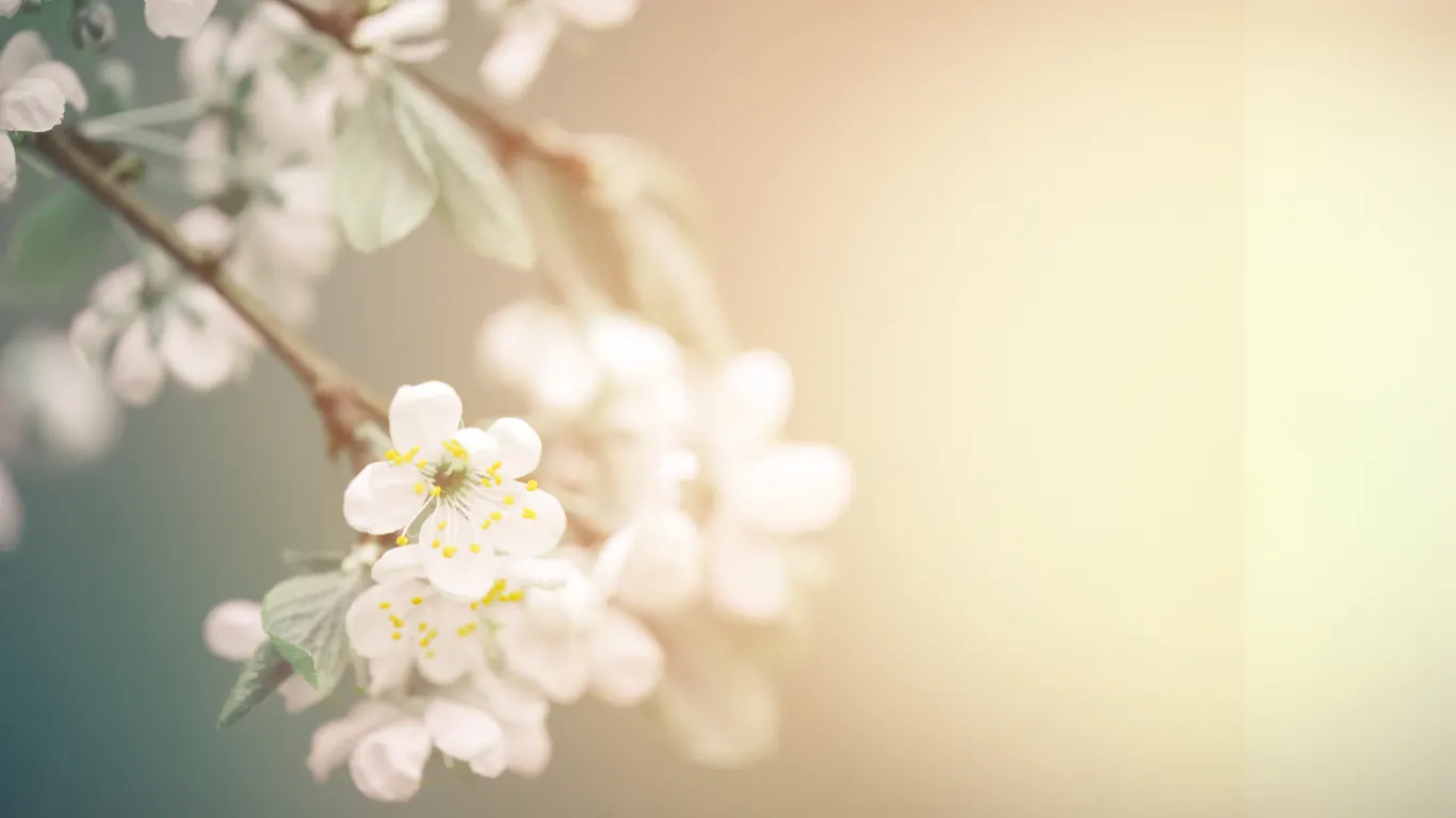 White blossom on a branch in soft, warm light